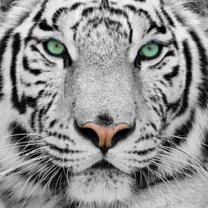 big white tiger close-up portrait